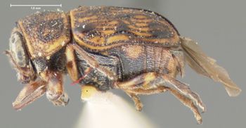 Media type: image;   Entomology 24921 Aspect: habitus lateral view